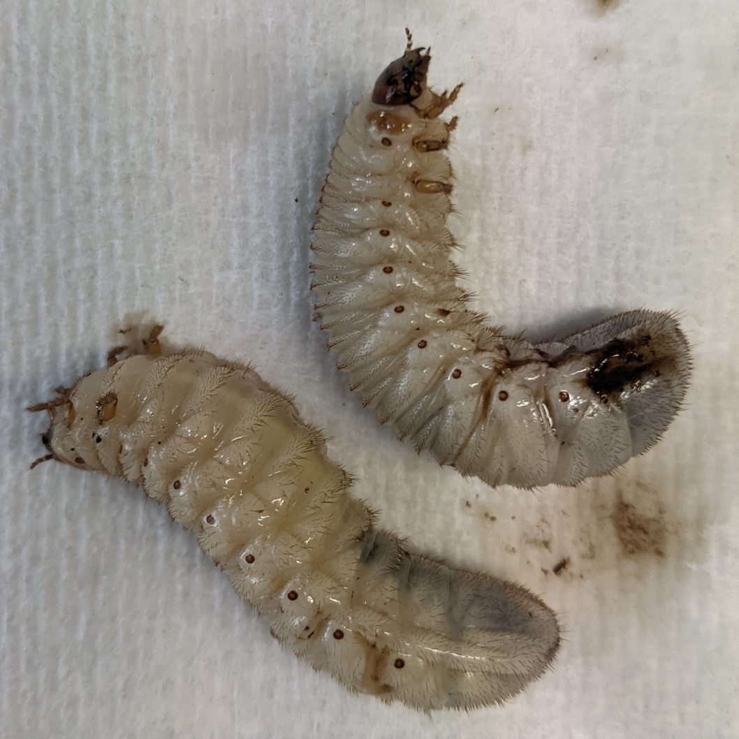 grub of rose chafer